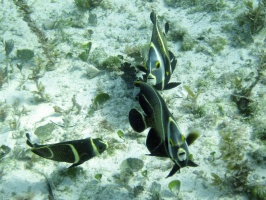 IMG 8927 French Angelfish Juveniles